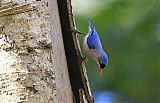 Velvet-fronted Nuthatchborder=